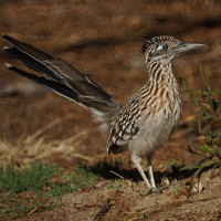 Greater Roadrunner